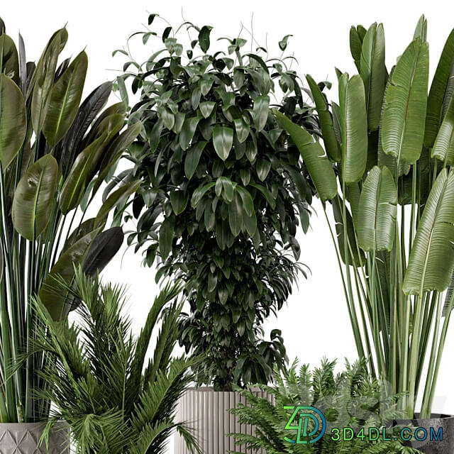 Indoor Plants in rusty Concrete Pot Set 542 3D Models