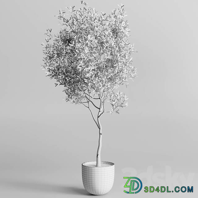 Olive tree in a patterned clay vase 199 3D Models