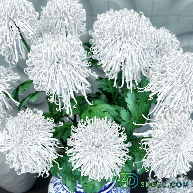 Chrysanthemum curly 3D Models
