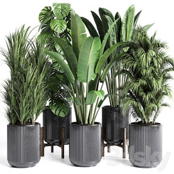 Collection indoor plant 201 plant 3D Models 