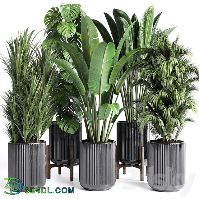 Collection indoor plant 201 plant 3D Models
