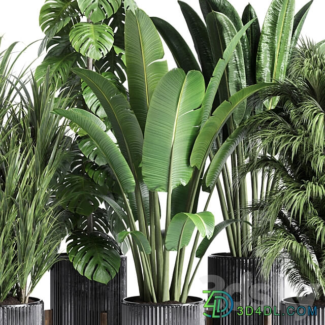 Collection indoor plant 201 plant 3D Models