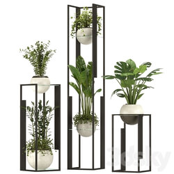 Collection Indoor Plants Nim12 3D Models 