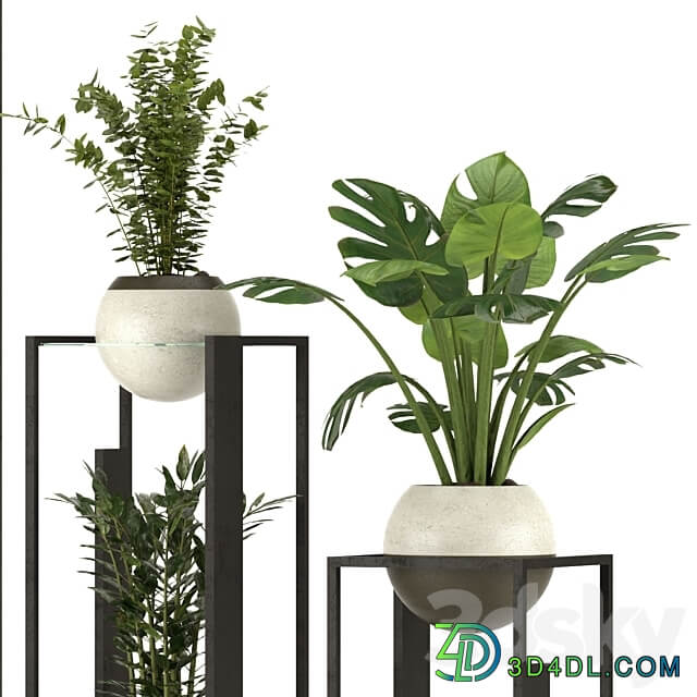 Collection Indoor Plants Nim12 3D Models