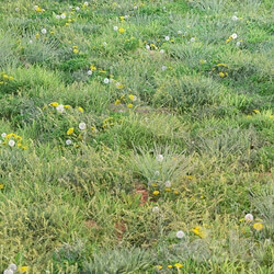 spring summer grass 3D Models 