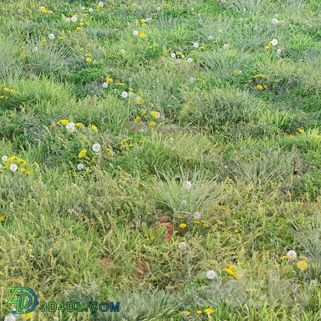 spring summer grass 3D Models