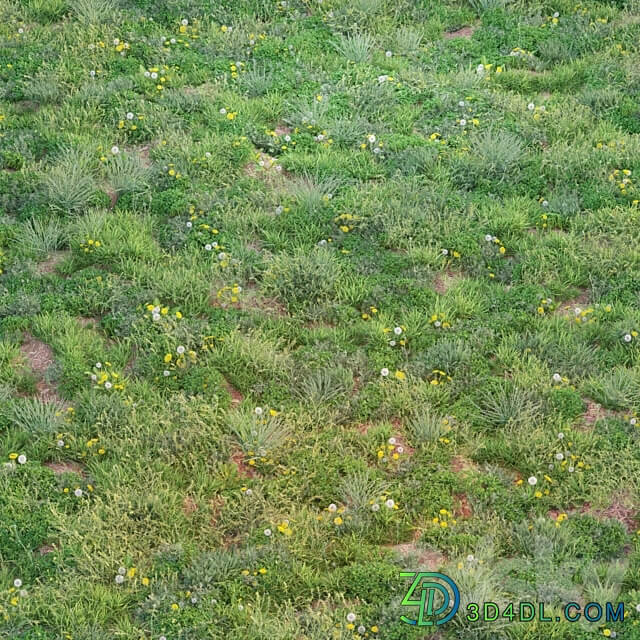 spring summer grass 3D Models