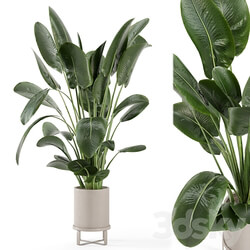 Indoor Plants in Ferm Living Bau Pot Large Set 765 3D Models 