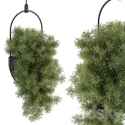 indoor Plant Set 396 Hanging Plants 3D Models 