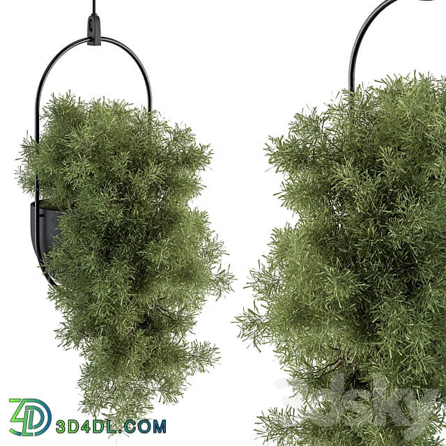 indoor Plant Set 396 Hanging Plants 3D Models