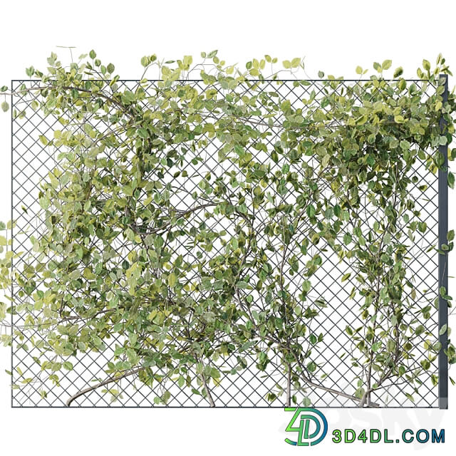 Ivy on Fence 02 3D Models