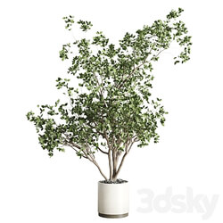 ficus benjamin tree and concrete pot 246 3D Models 