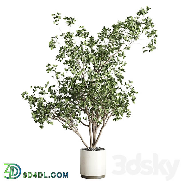 ficus benjamin tree and concrete pot 246 3D Models