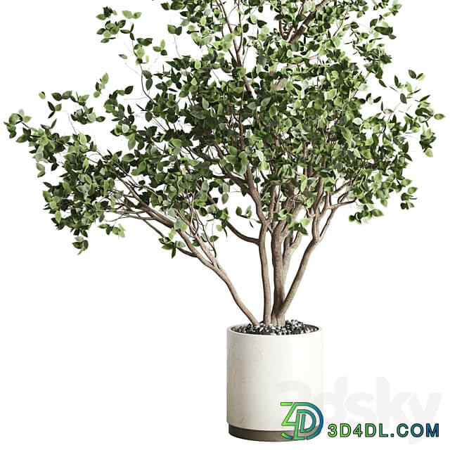 ficus benjamin tree and concrete pot 246 3D Models