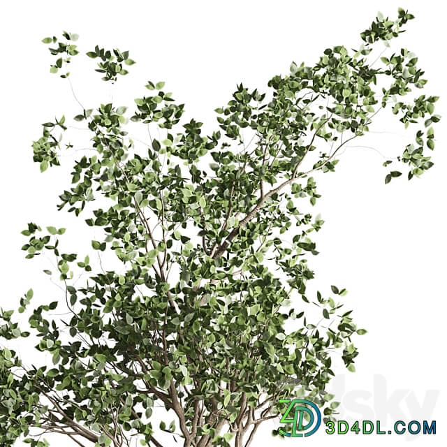 ficus benjamin tree and concrete pot 246 3D Models