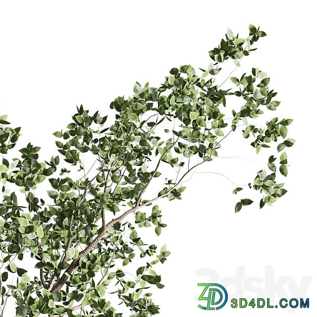 ficus benjamin tree and concrete pot 246 3D Models