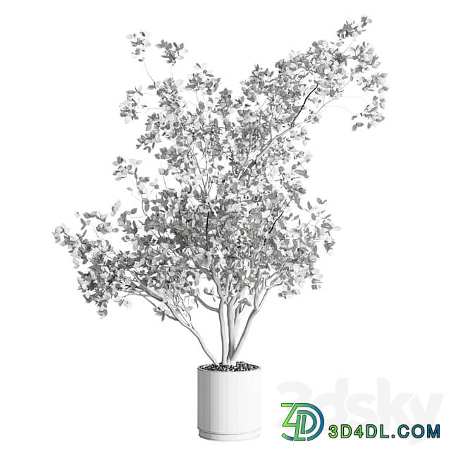 ficus benjamin tree and concrete pot 246 3D Models