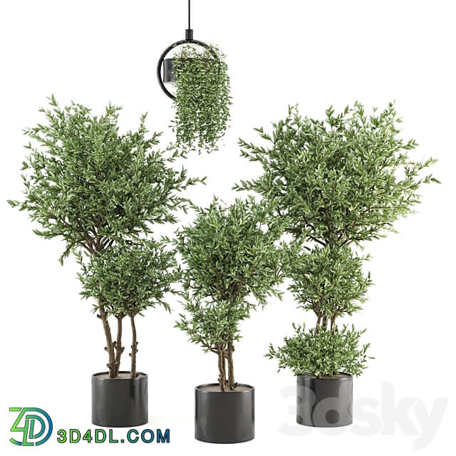 Indoor Plants Collection Set 416 3D Models