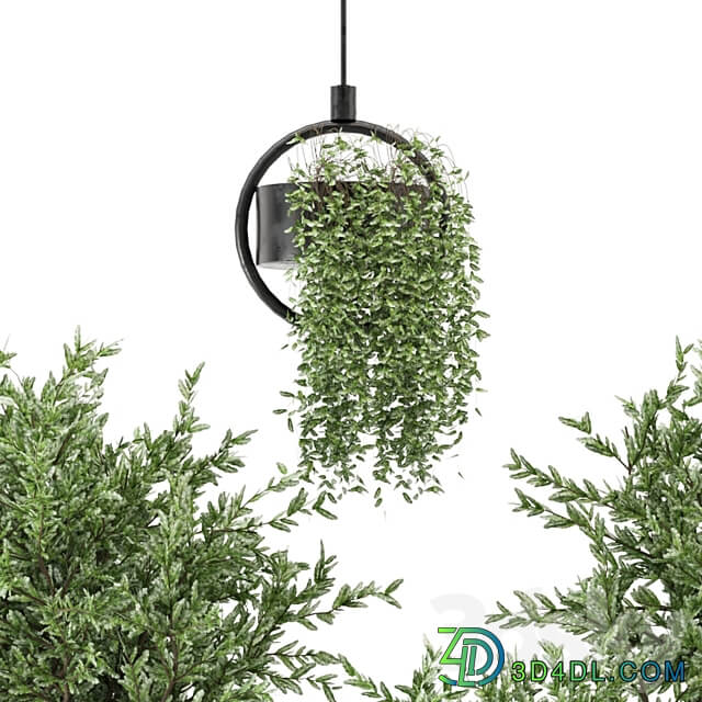 Indoor Plants Collection Set 416 3D Models