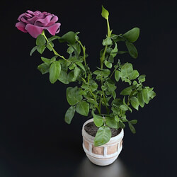 Miniature Rose Indoor 3D Models 