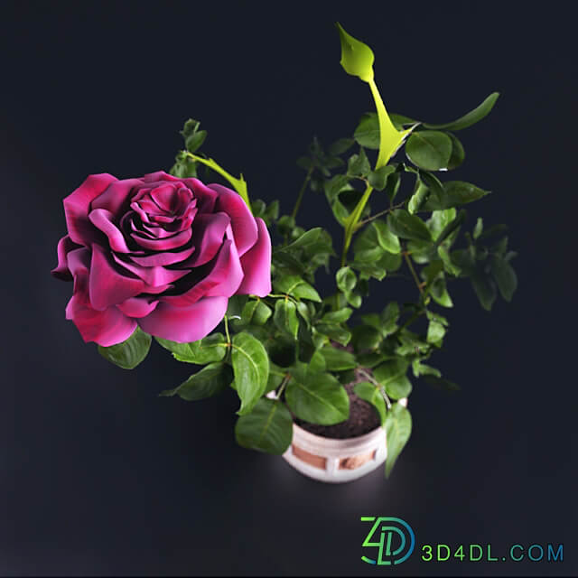 Miniature Rose Indoor 3D Models