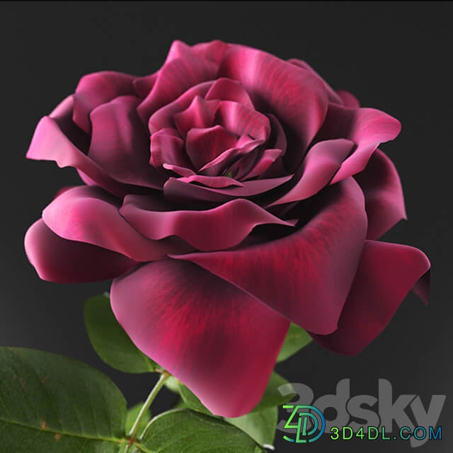 Miniature Rose Indoor 3D Models