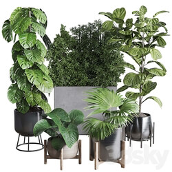 Collection indoor plant 251 ficus lyrata monstera palm in a wooden and metal pot 3D Models 