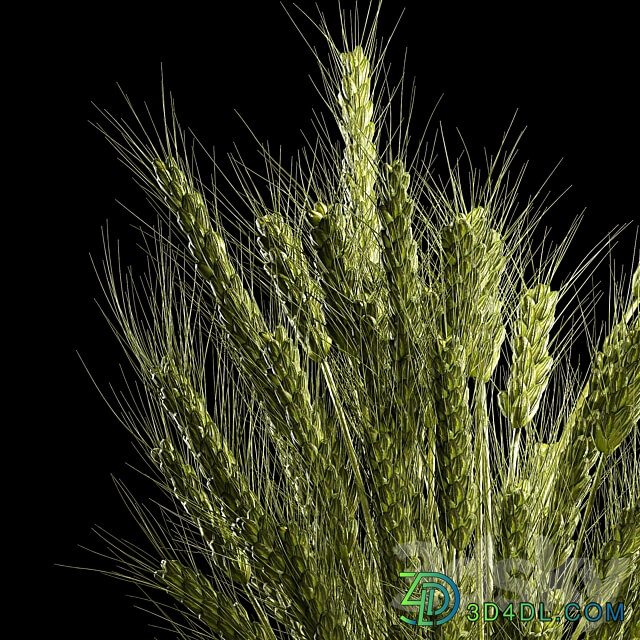 Bouquet of green flowers in a glass vase for decoration of wheat branches spikelet. 265. 3D Models