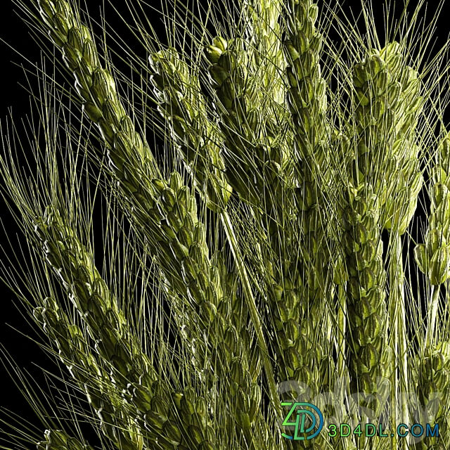 Bouquet of green flowers in a glass vase for decoration of wheat branches spikelet. 265. 3D Models