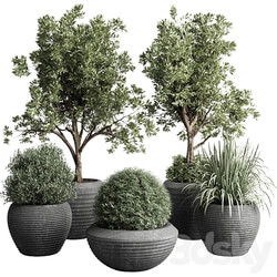 Collection indoor outdoor plant 120 plant tree grass vase dirty concrete 3D Models 