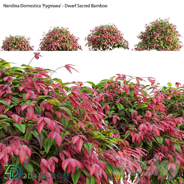 Nandina Domestica Pygmaea Dwarf Sacred Bamboo 3D Models