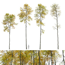 Autumn forest trees 3D Models 