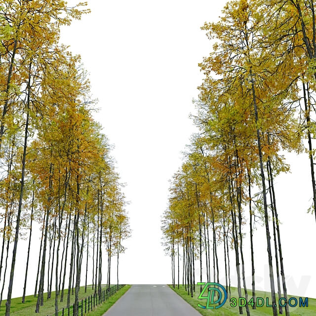 Autumn forest trees 3D Models