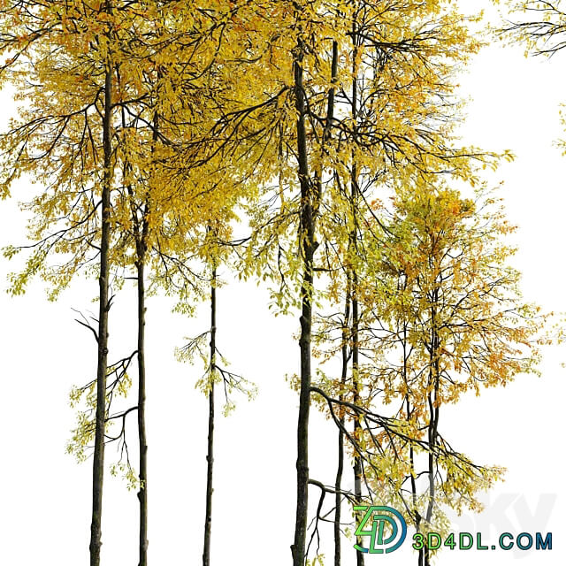 Autumn forest trees 3D Models