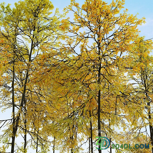 Autumn forest trees 3D Models