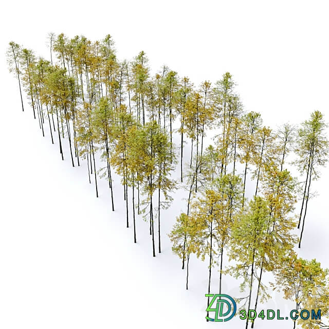 Autumn forest trees 3D Models