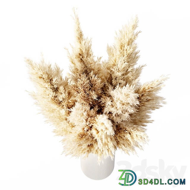 Dried Pampas Grass 02 3D Models