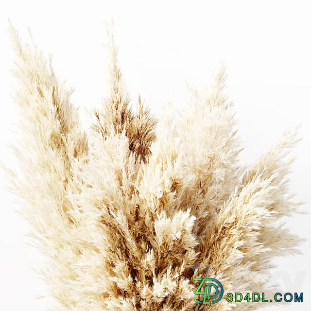 Dried Pampas Grass 02 3D Models