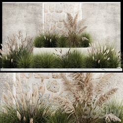 Collection of flowerbed plants and bushes with grass for landscaping, pampas grass, cortaderia and white reeds. 1126. 