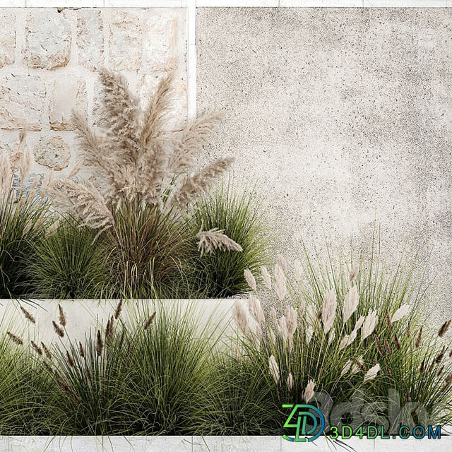 Collection of flowerbed plants and bushes with grass for landscaping, pampas grass, cortaderia and white reeds. 1126.