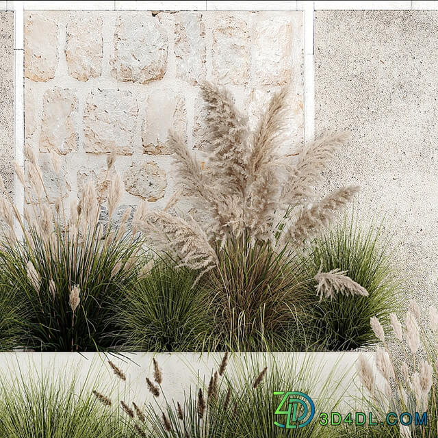 Collection of flowerbed plants and bushes with grass for landscaping, pampas grass, cortaderia and white reeds. 1126.