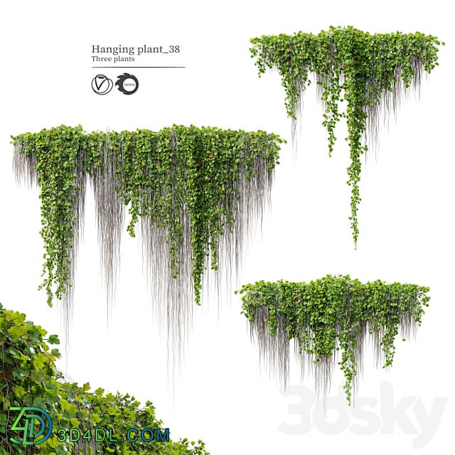Hanging Plant 38 3D Models