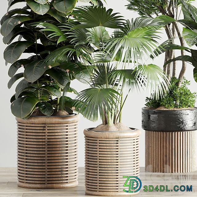 Indoor Plants in Ferm Living Bau Pot Large Set 45 3D Models