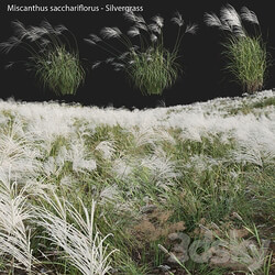 Miscanthus sacchariflorus Silvergrass 03 3D Models 