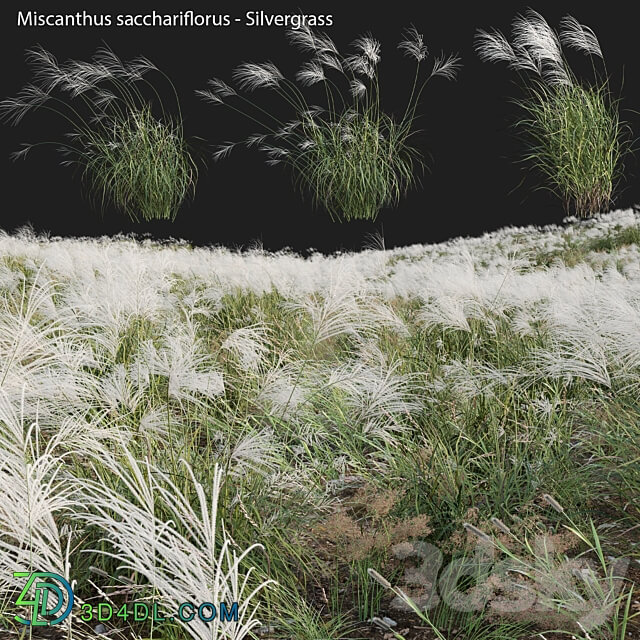 Miscanthus sacchariflorus Silvergrass 03 3D Models