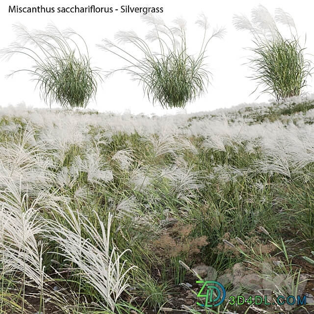 Miscanthus sacchariflorus Silvergrass 03 3D Models