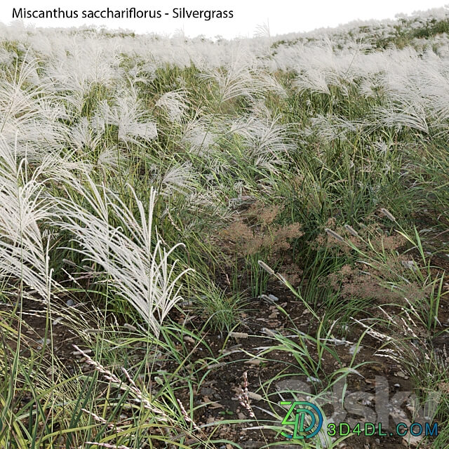 Miscanthus sacchariflorus Silvergrass 03 3D Models