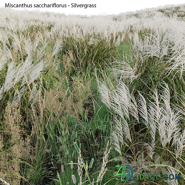 Miscanthus sacchariflorus Silvergrass 03 3D Models