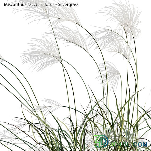 Miscanthus sacchariflorus Silvergrass 03 3D Models