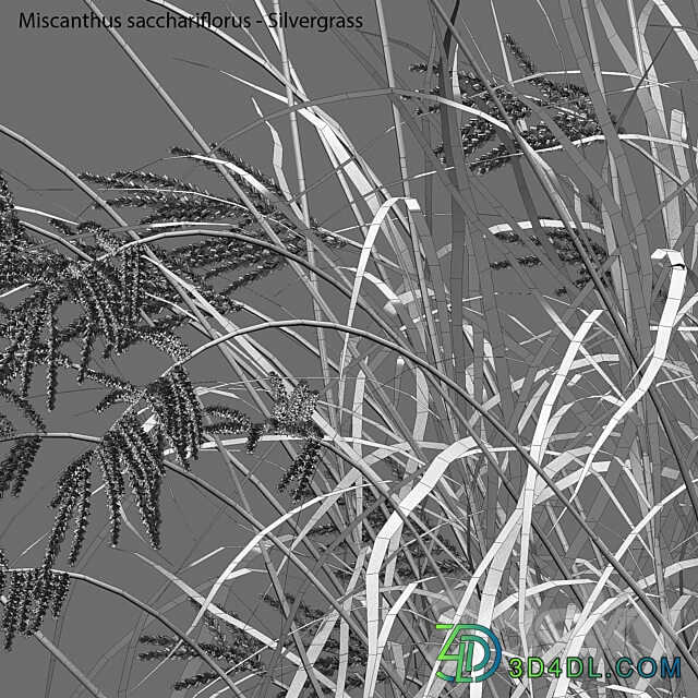 Miscanthus sacchariflorus Silvergrass 03 3D Models